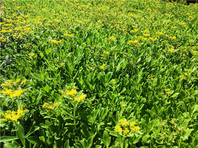 沭陽長景園林三七景天種植基地實拍圖片