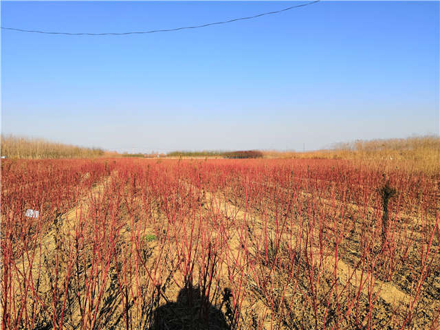 紅瑞木種植基地實(shí)拍