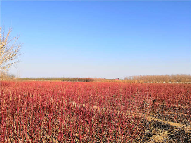 紅瑞木種植基地實(shí)拍