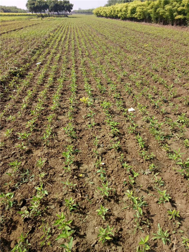 紅瑞木種植基地實(shí)拍