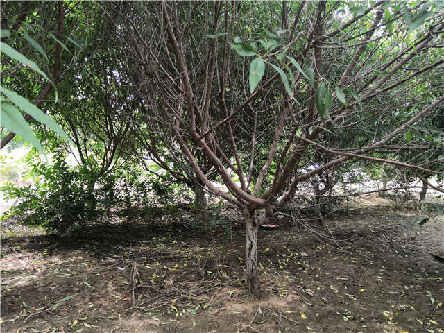 沭陽長景園林山桃種植基地實拍圖片