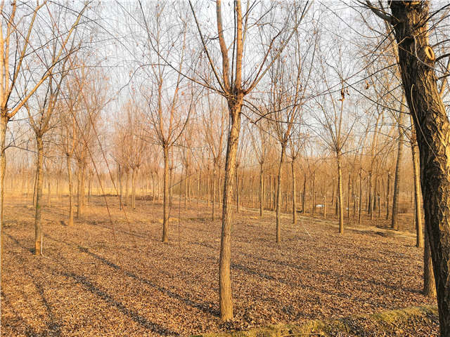 原生發(fā)冒垂柳基地實(shí)拍