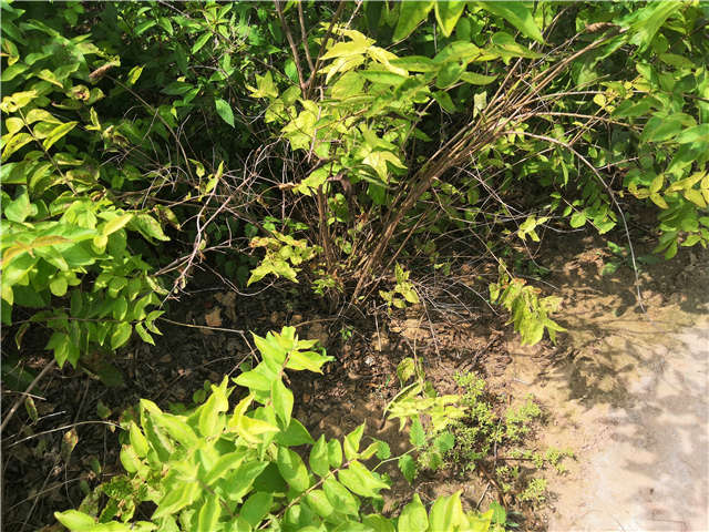 沭陽長景園林金銀木種植基地實拍圖片