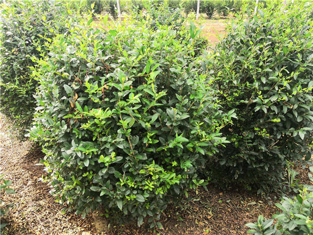 沭陽(yáng)長(zhǎng)景園林水蠟球種植基地實(shí)拍圖片