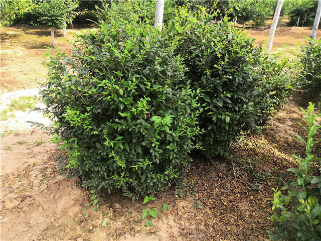 沭陽(yáng)長(zhǎng)景園林水蠟球種植基地實(shí)拍圖片