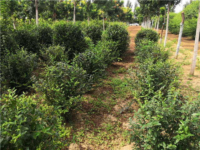 沭陽(yáng)長(zhǎng)景園林水蠟球種植基地實(shí)拍圖片