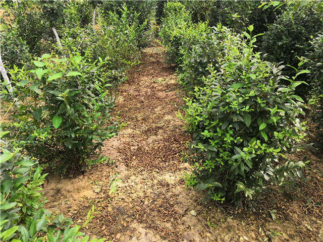 沭陽(yáng)長(zhǎng)景園林水蠟球種植基地實(shí)拍圖片