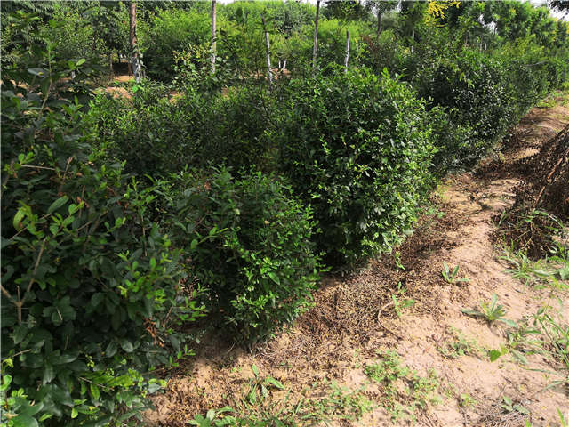 沭陽(yáng)長(zhǎng)景園林水蠟球種植基地實(shí)拍圖片