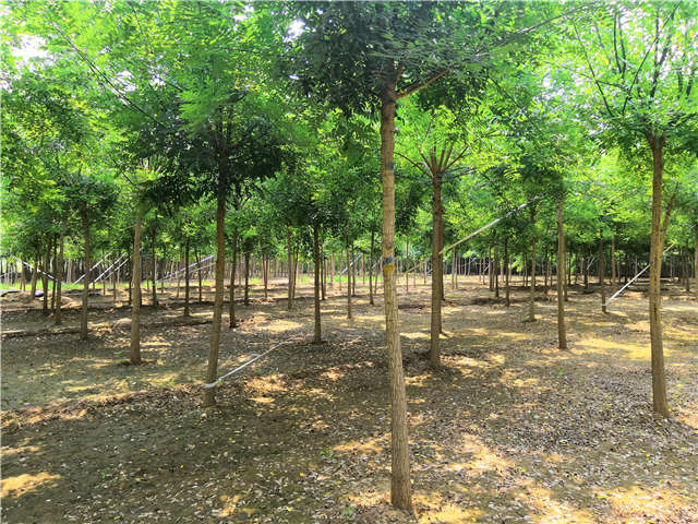 沭陽長景園林國槐種植基地實(shí)拍圖片