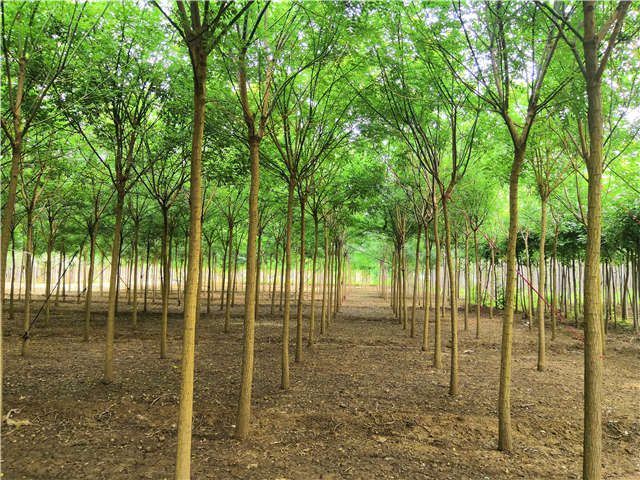 沭陽長景園林國槐種植基地實(shí)拍圖片