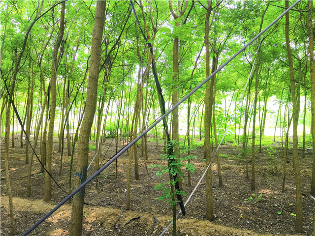 沭陽長景園林國槐種植基地實(shí)拍圖片