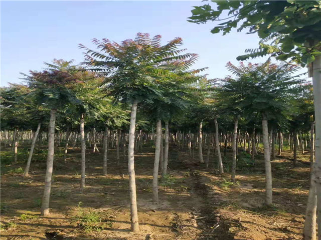 紅葉椿照片種植基地實(shí)拍