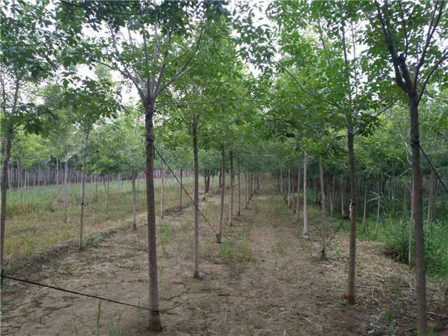 沭陽長(zhǎng)景園林白蠟種植基地實(shí)拍圖片