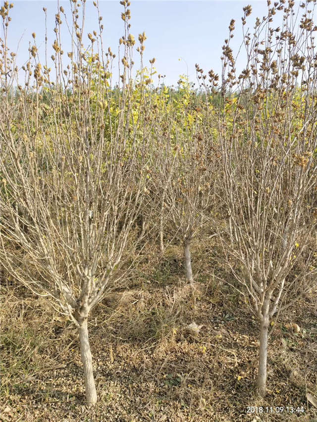 獨(dú)干木槿照片種植基地實(shí)拍