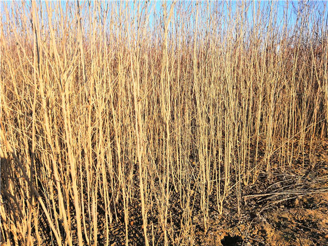 叢生木槿照片種植基地實(shí)拍