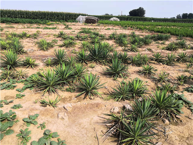 沭陽長景園林劍麻種植基地實拍圖片