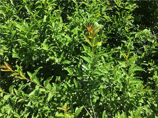 沭陽(yáng)長(zhǎng)景園林花石榴種植基地實(shí)拍圖片