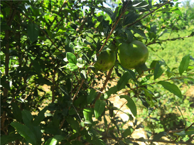 沭陽(yáng)長(zhǎng)景園林花石榴種植基地實(shí)拍圖片