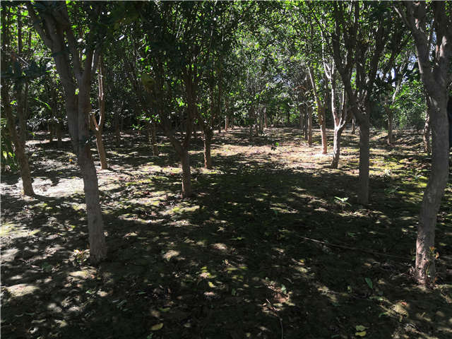 沭陽(yáng)長(zhǎng)景園林花石榴種植基地實(shí)拍圖片